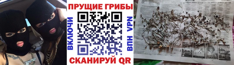 Псилоцибиновые грибы ЛСД где найти блэк спрут ССЫЛКА Каменск-Шахтинский